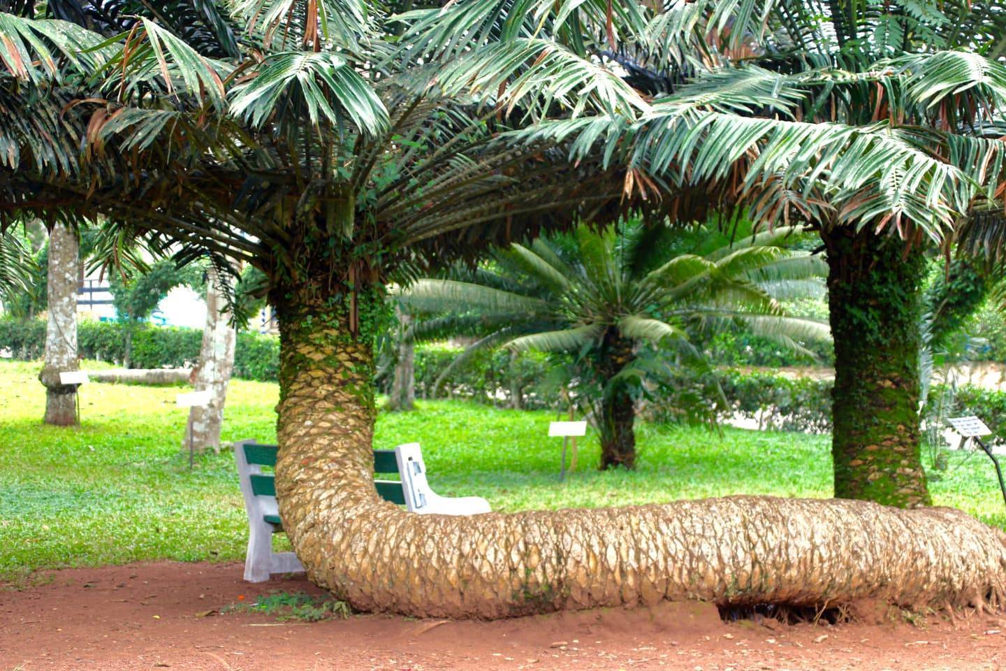 Aburi Gardens sleeping palm tree