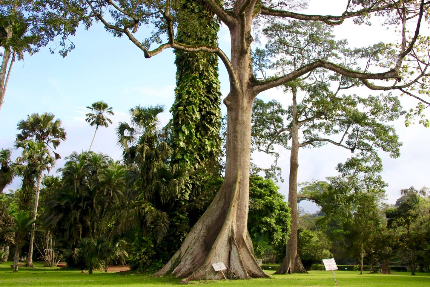 Aburi Botanical Gardens Kapoktree