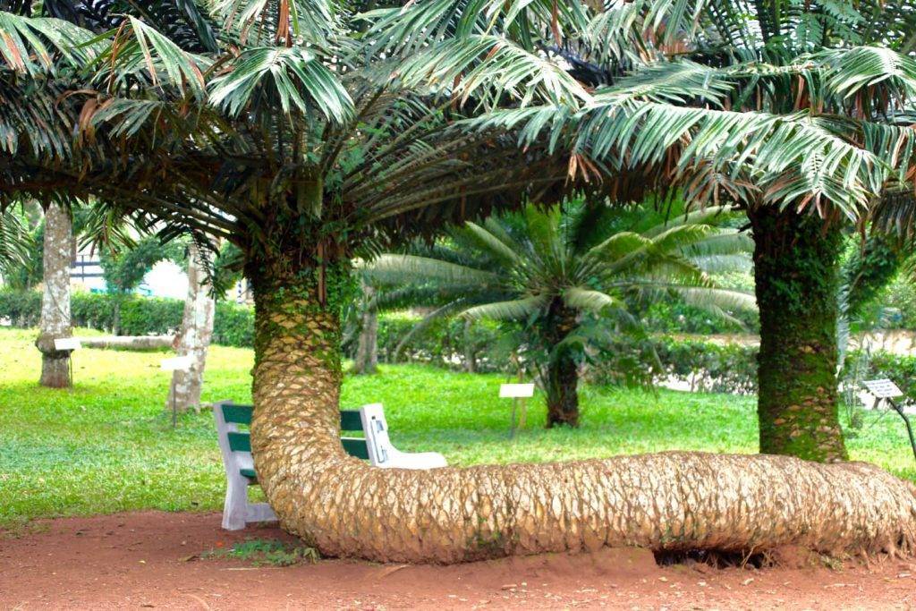 Aburi botanischer Garten Ghana