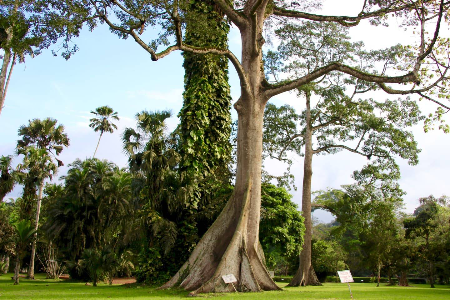 Image result for aburi botanical garden