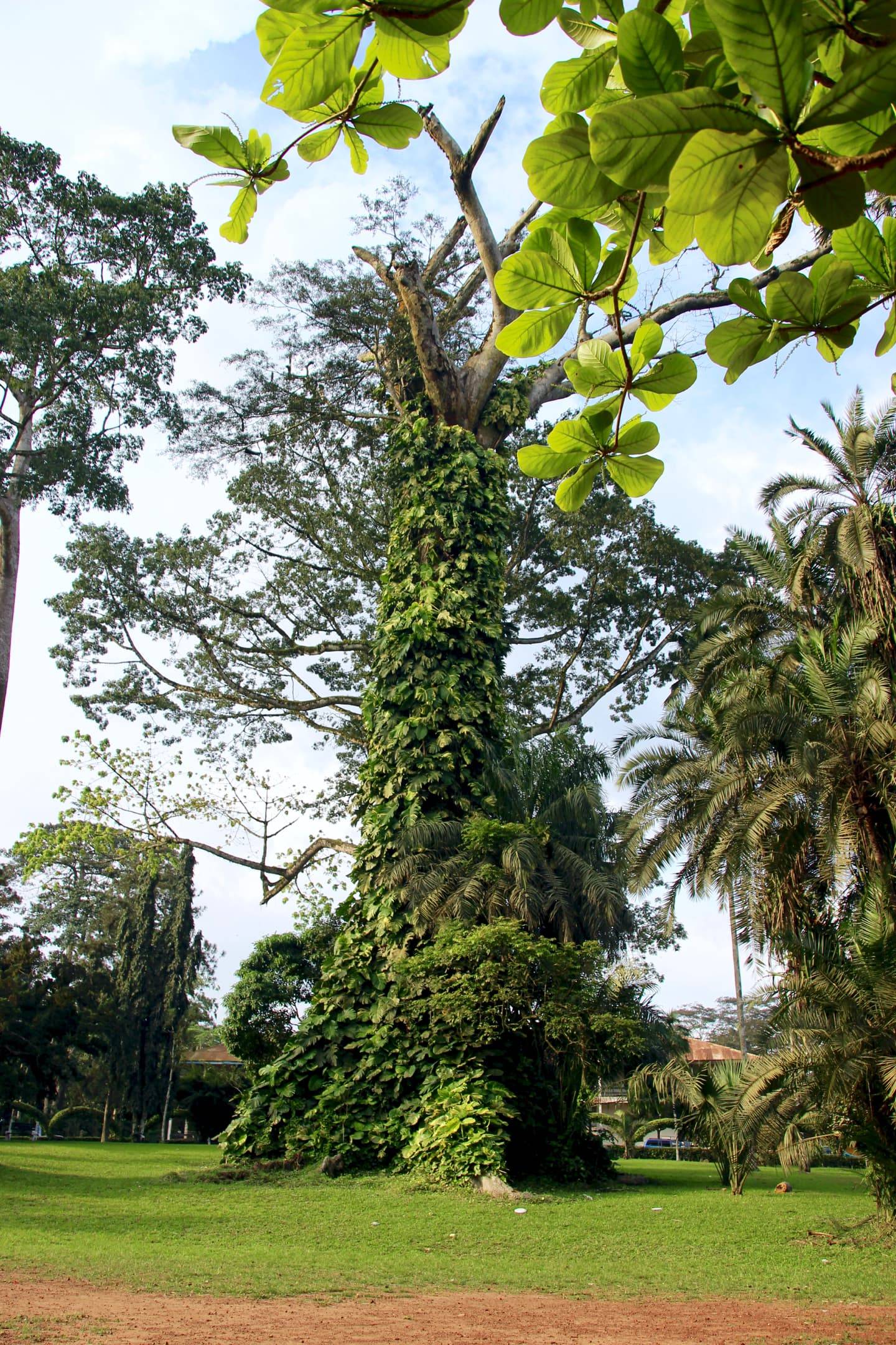 Aburi botanischer Garten Ghana