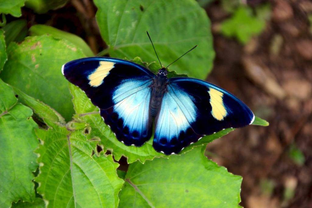 Schmetterling in Ghana